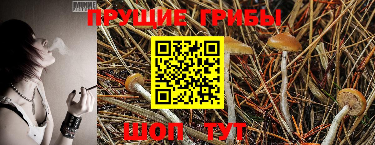 Галлюциногенные грибы GOLDEN TEACHER Будённовск